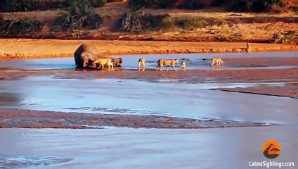 Epic Fight  Lions Attack a Crocodile (2 sets of fighting)
