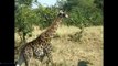 Elephant and  Giraffe   elephant and giraffe want be vs of fight-Video compilation