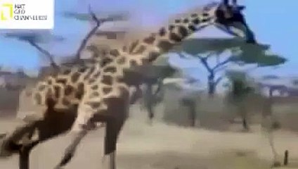 Biggest Wild Animal Fight,Animal Attack NAT GEO WILD 2015-AnimalWorld