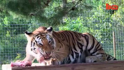 Big Cat Enthusiast Owns Six Tigers And Two Lions