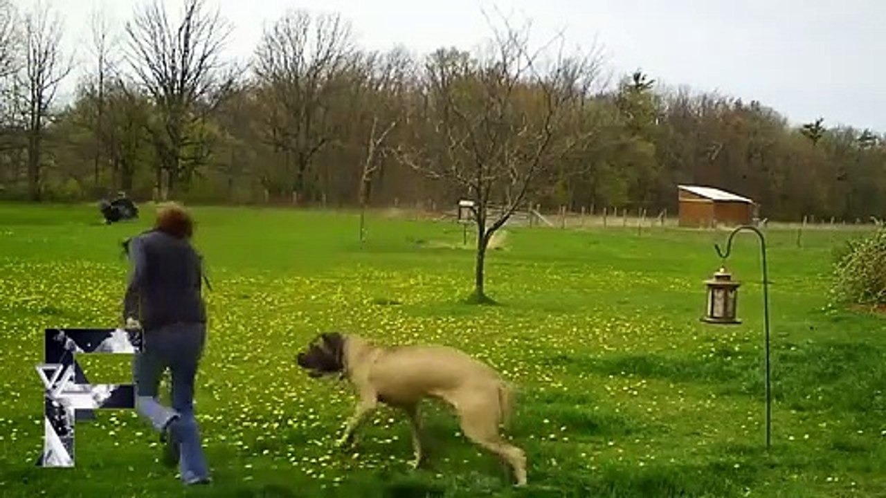 Animals Can Be Jerks - Supercut Compilation 2013!