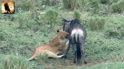 Lion Attacks Wildebeest: Predatory Encounter