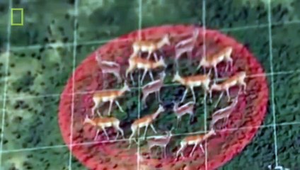 Animal Documentary National Geographic - ELITE PREDATORY UNIT  The Wild Dogs