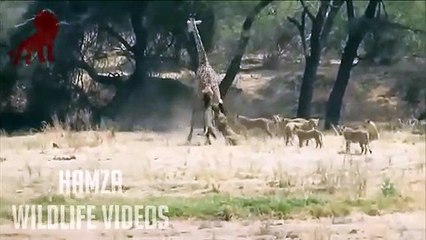 Lions VS Giraffe Fight to the death