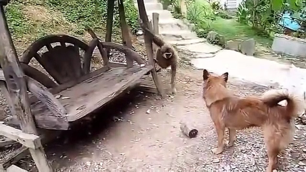 Dog vs Monkey Fight,Dog vs Monkey Real Fight