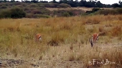 Amazing Leopard Brings Down a Gazelle