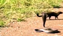 Snake vs Mongoose Real Fight   Snake vs Mongoose Snake vs Mongoose Real Fight HD 2016