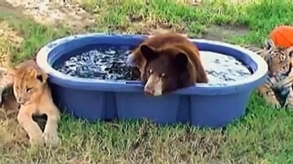 A lion, a tiger, and a black bear have been best friends ever
