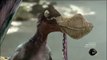 Dinosaur Revolution - Anhanguera (aka  Pterosaur Looney Toons )