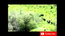 clips Buffalo Kills male lions Buffalos get payback compilation - 剪輯：布法羅殺死雄獅