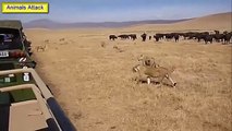 Lion vs Buffalo Real Fight - Lion vs Buffalo - Wild Animal Attacks Compilation Video