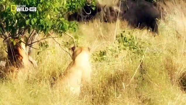 Documentary LIONS - THE KILLER ATTACK - WILD LIONS The Ultimate Predator - National Geographic