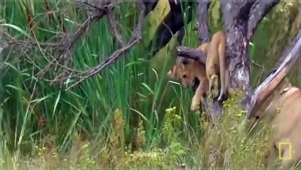 ZEBRA COUNTERATTACKS LION in a NEW LION DOCUMENTARY National Geographic (12 )
