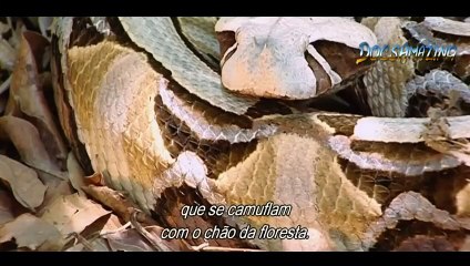 7 Deadly Sins Of The World's Deadliest Animals  [HD]