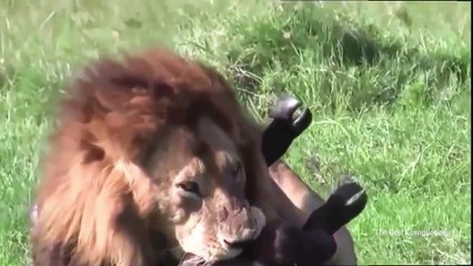 Most Amazing Wild Animal Attacks - Big Battle Animals Real Fight