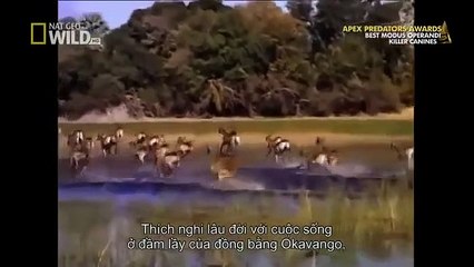 [Incredible Documentary] Wild Dogs Hunting Wildebeest   National Geographic Documentary