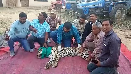 शिकार के पीछे भागते समय पैंथर के पिछले पैर में लगी चोट