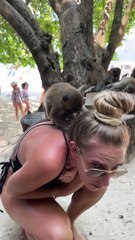 Monkey Jumps on Woman's Back at Monkey Beach