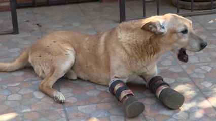Amputé par des narcotraficants, un chien aux portes de la gloire aux États-Unis