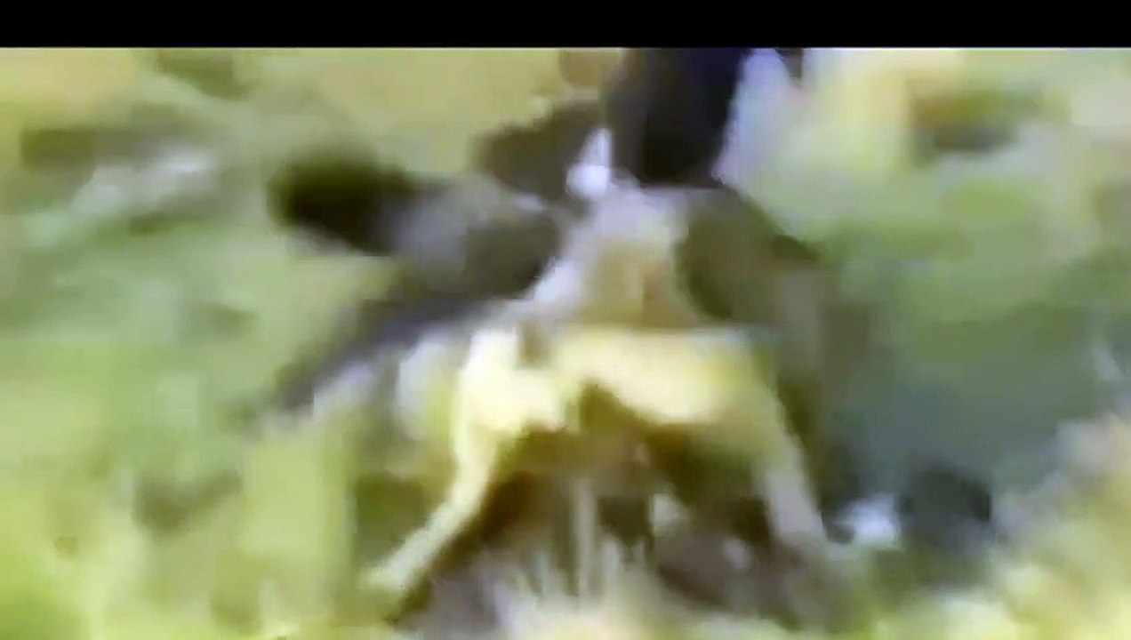 Eagle attacks Wolf, Man, other Animals - Animal Attack Video Compilation