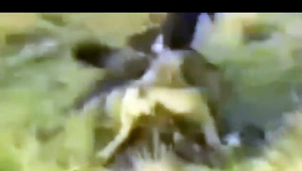 Eagle attacks Wolf, Man, other Animals - Animal Attack Video Compilation