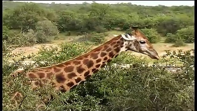 African Wildlife HD Part 1 - South Africa Kruger Park 24 - Travel Channel