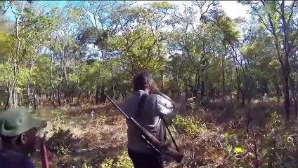 Cape Buffalo hunt, Nchila Wildlife Reserve, Zambia