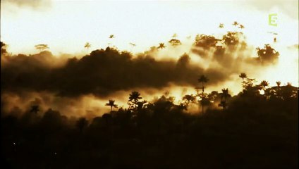 Documentary  the most beautiful birds in the world