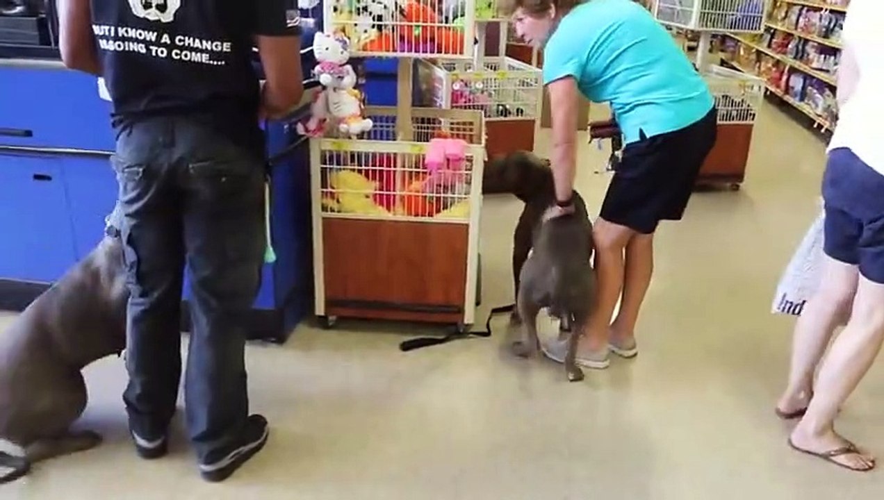 Best ultimate pit bull protection guard dog attack trained family