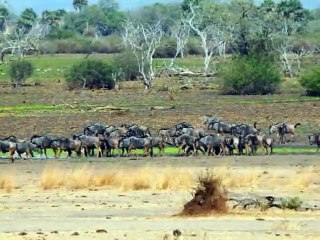 Lion kill in Selous Game Reserve 11.9