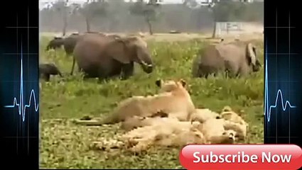 Elephant Vs Lions Attack To Death ➤ Python Channel Tv