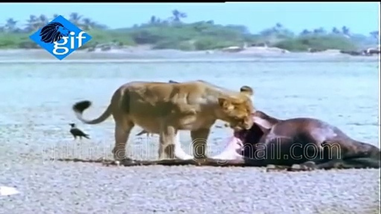 See first time Amazing video how the Asiatic lion snatches Prey near Gir forest of Gujarat