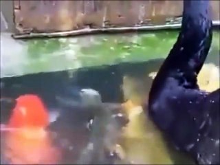 Animal Heroes    Animal Helps And Saves Others Animal    Try To Watch This Without Crying 2016 NEW