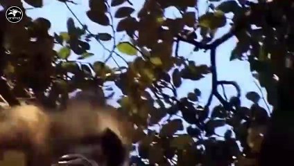 LION vs BABOON REAL FIGHT _ LION ATTACK BABOON EXCLUSIVE 2016