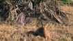 AMAZING Baboons Save Deer From Leopard - Hyena Help Deer, Bear Saves Crow