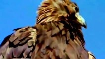 Most Amazing Wild Animal Attacks - Eagle Vs Wolf, Deer, Snake, Human