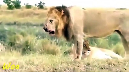 Poor lion - Lion Injured hunting zebra giraffe fail in the wild