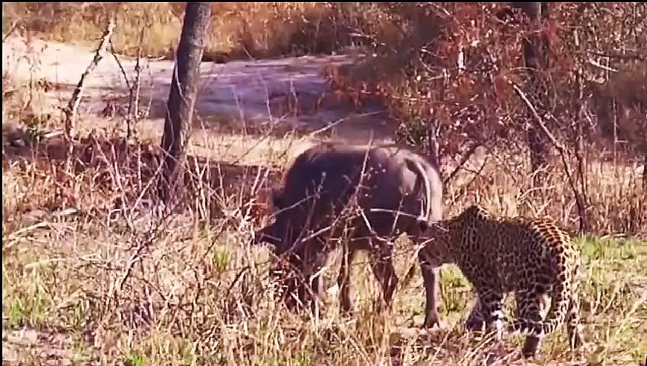 Most Amazing Wild Animal Attacks - Jaguar, Lion, Bird, Ostrich, Crocodile