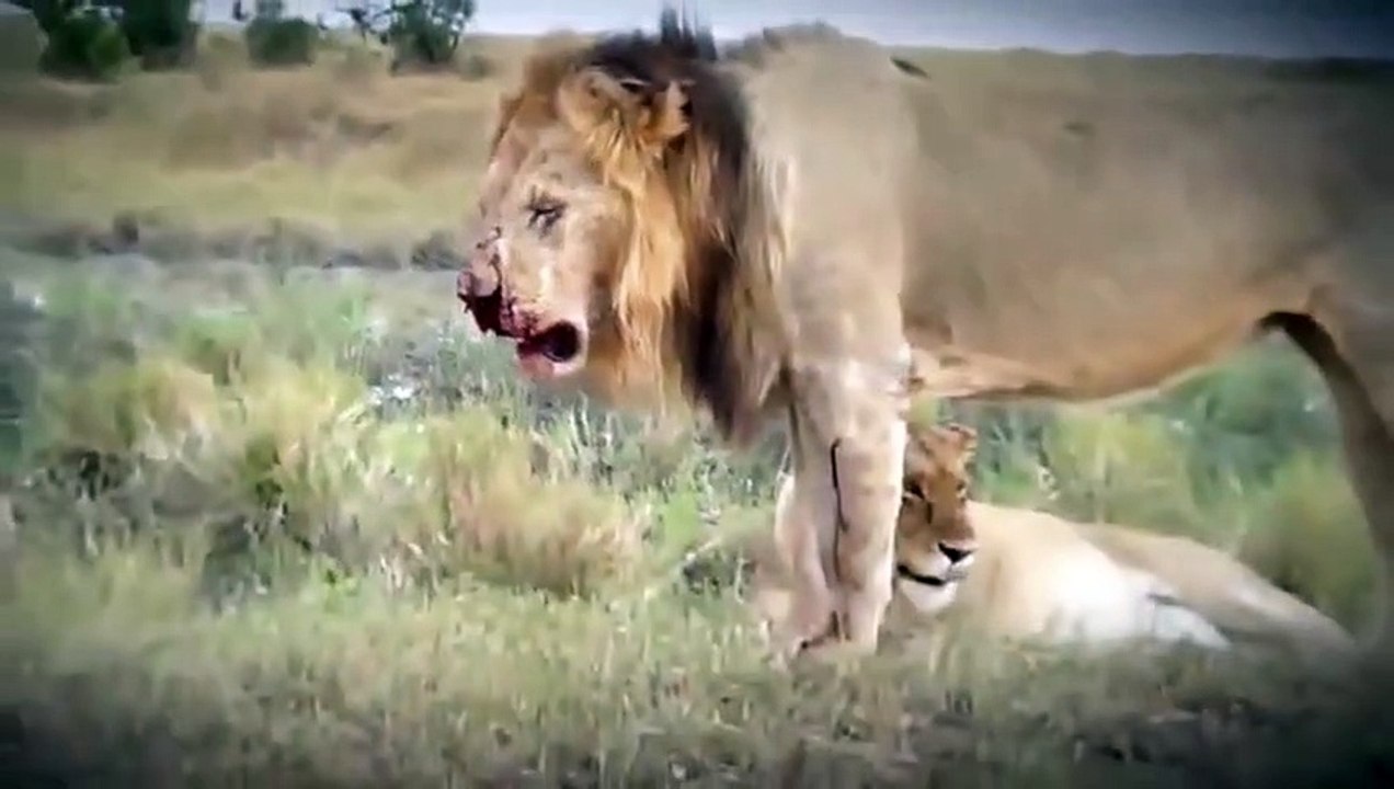 Lion vs Lion, Lion vs Tiger, Fight King Animals Attack to Death!