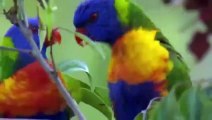 Parrots Documentary National Geographic 2015 - BEST Australian Parrots Video