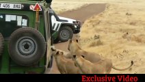 Lion Shows Tourists Why You Must Stay Inside Your Car - Latest Wildlife Sightings