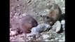 Eagles attack   Eagle kill snake   Action of Eagle   Animal planet    Wild Documentary