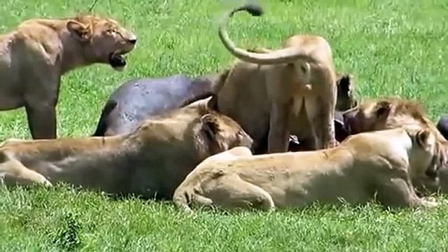 Natural life Wildlife Animal planet Animal forest Wild Documentary