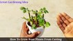 How To Grow Rose Plants From Cutting