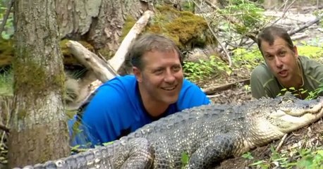 Wild Kratts Wild Kratts S01 E001 – Mom of a Croc