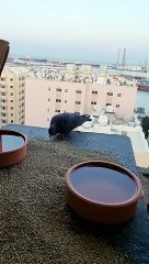 Birds Plannet | #short videos