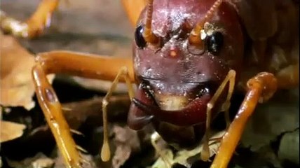 The World's Biggest and Baddest Bugs | movie | 2009 | Official Trailer