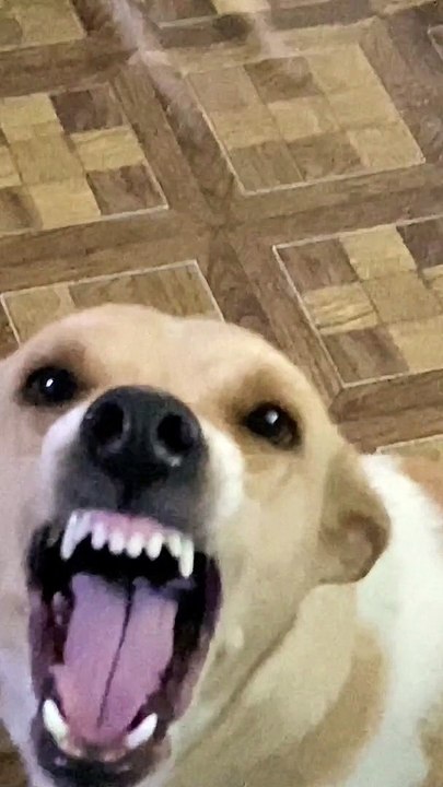 Muffin the Smiling Dog