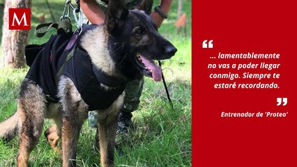Murió 'Proteo', perrito rescatista de la Sedena que fue a Turquía tras sismo: "cumpliste la misión"