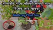 ফেব্রুয়ারী মাসে মালবেরি গাছে সার প্রয়োগ ।।  Mulberry Plant Care
